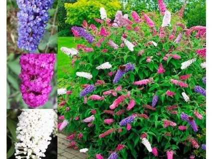 Buddleja davidii tricolor
