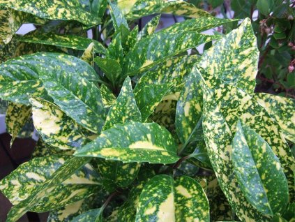 aucuba japonica crotonifolia resized