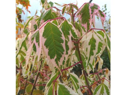 acer negundo flamingo