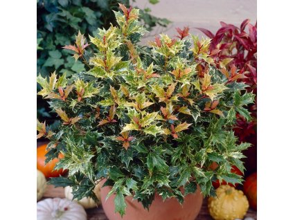 osmanthus tricolour p5427 41409 image