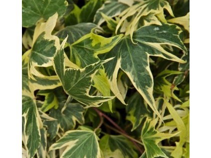 Hedera helix Yellow Ripple