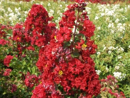 lagerstroemia indica dynamite