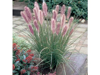 Pennisetum alopecuroides Red Head 0014213 28800