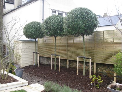 Elaeagnus Ebbingei 180cm kmeň-osobný odber