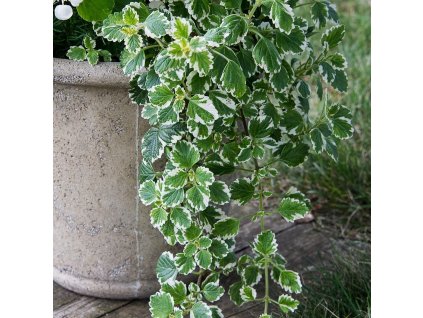 677a437f74f450afc202bc7ab60f2a97