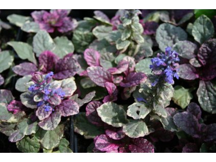 a00019 56225163c6d61d6d