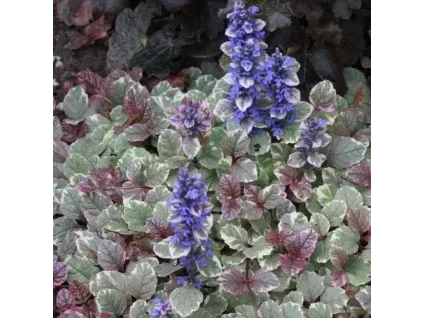 Ajuga reptans ‘Burgundy Glow’