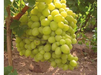 e9f5f42e270a392e5128d72dbd9d7