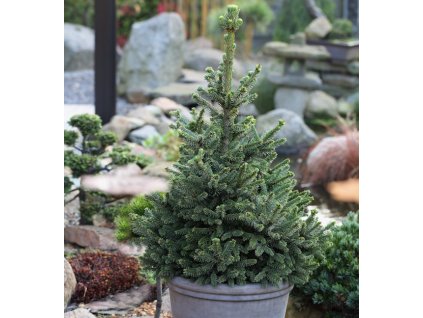 Picea abies Wills Zwerg