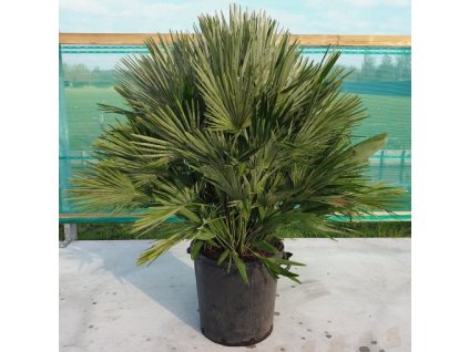 Chamaerops humilis Vulcano