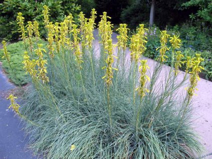 asphodeline lutea