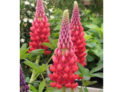 lupinus opg tvrtko 2