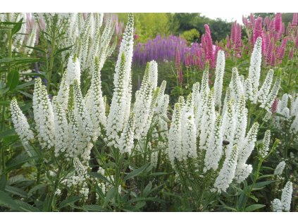 1184197 Veronica Pseudolysimachion longifolia First Lady rozrazil main large