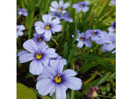 Sisyrinchium angustifolium