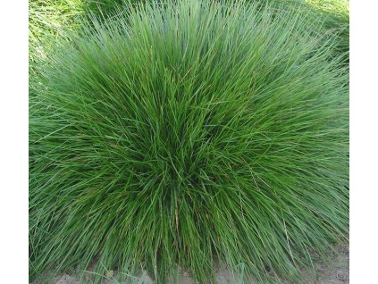 Festuca Amethystina - AKCIA