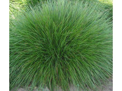 Festuca Amethystina