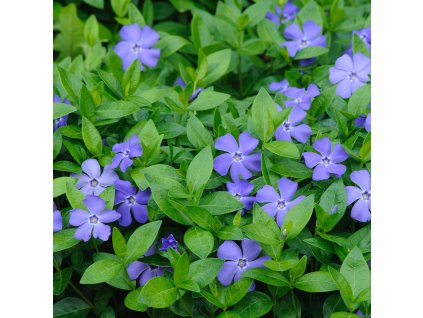 Vinca minor Periwinkle 0002135 5 60563