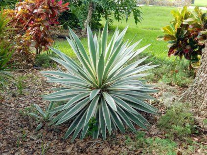 yucca gloriosa variegata3