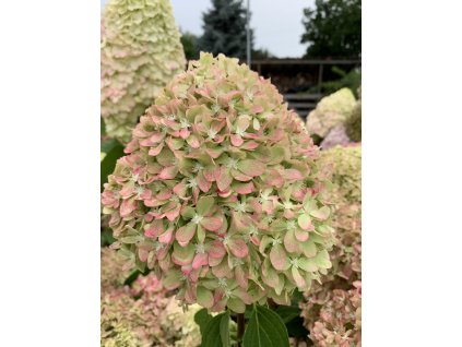 Hydrangea Pixio (4)