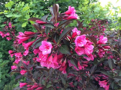 weigela florida alexandra