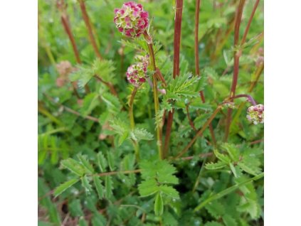 sanguisorba minor