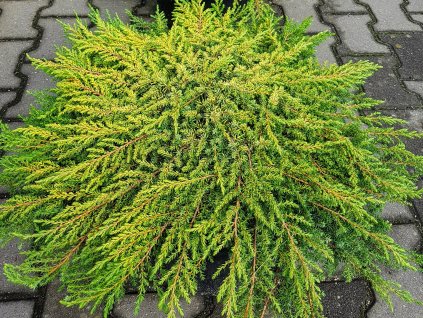 juniperus communis lemon carpet (1)