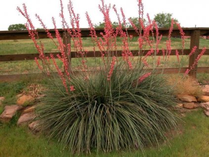 red yucca mature