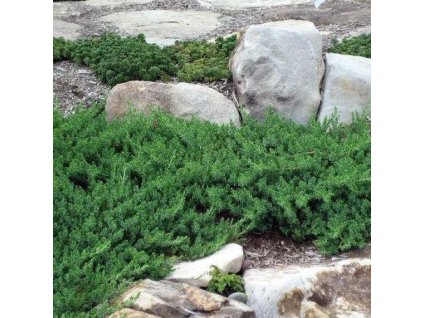 Juniperus conferta BLUE PACIFIC