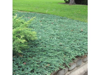 juniperus horizontalis wiltonii002