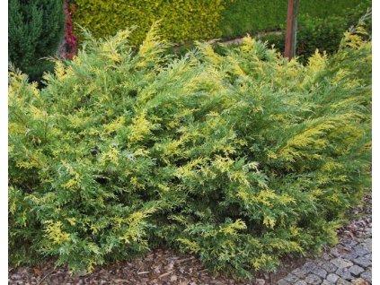 Juniperus pfi.BLUE AND GOLD