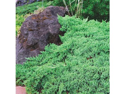 Dwarf Garden Juniper 1 copy