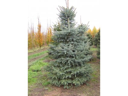 TINY 1801 Picea pungens glauca 09 1