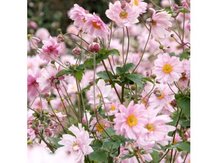 anemone hybrida konigin charlotte herfstanemoon hires1x1