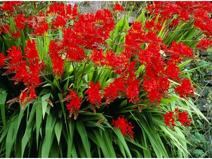 crocosmia lucifer geoff kiddscience photo library