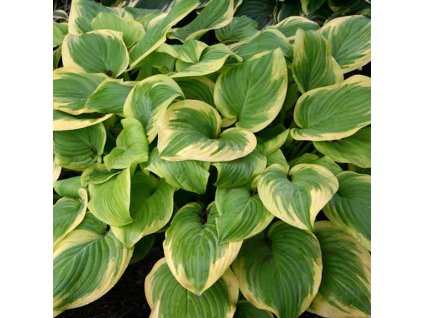 product 297966 1662748495 SW002920