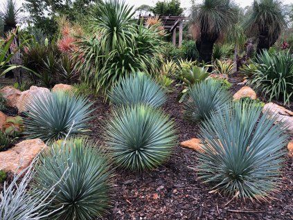 Yucca Rostrata   AKCIA
