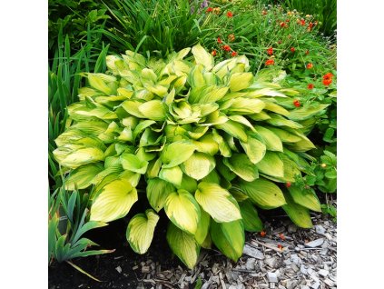 Hosta Gold Standard 1.1 copy