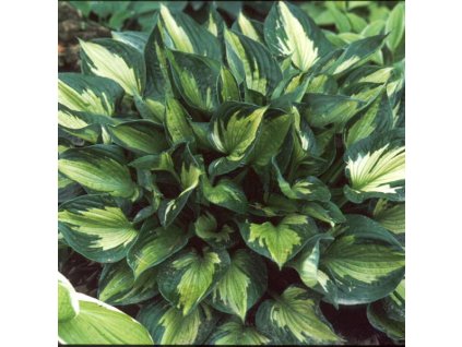 4b72fde9321ef7dbc6d775ff5188b052