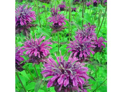 00dc4326cc1250ccfe940bdd1340b0f4