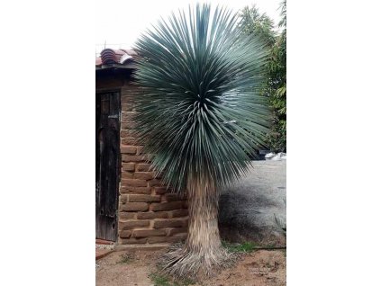 Blue Beaked Yucca