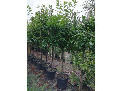 Prunus laur Novita low pleach