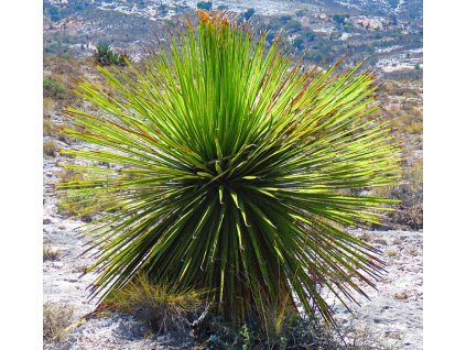 Dasylirion lucidum cc by 01s