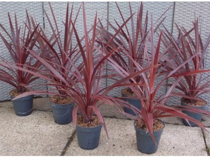 cordyline red star