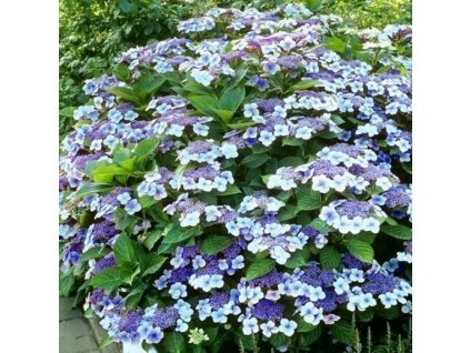 hydrangea serrata bluebird 1