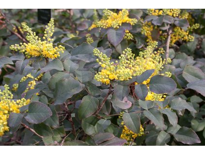 Berberis repens rotundifolia