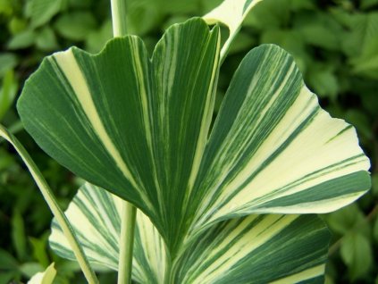 Ginko biloba Variegata
