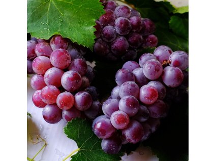 Druivenplant Vitis Vanessa pitloos 3 1200x1200