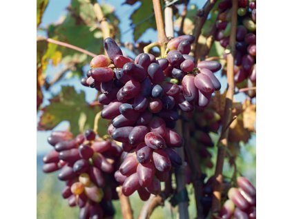 weinrebe vitis vinifera souvenir blueten creme fruechte rot essbar 2000000000120142