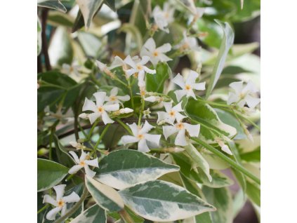 trachelospermum+jasminoides+variegata