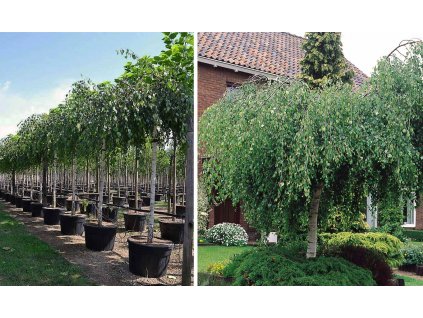 Breza-Betula pendula Youngii- 10/12 kmienok